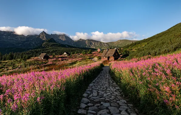 Flowers, mountains, Poland, houses, path, Tatras, Ivan-tea