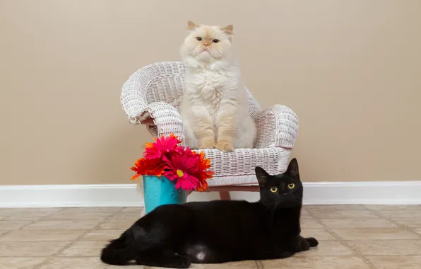 Cat, white, cat, look, cats, flowers, bouquet, chair
