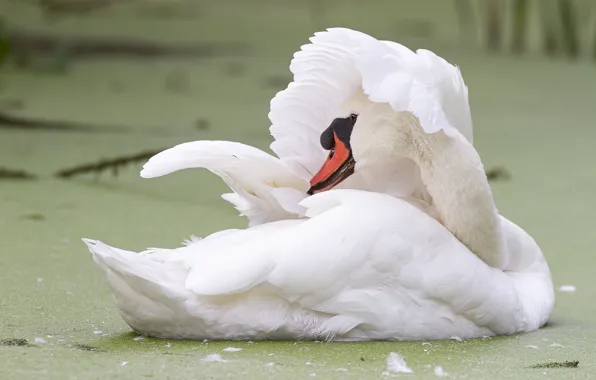 White, pose, bird, feathers, wing, Swan, pond