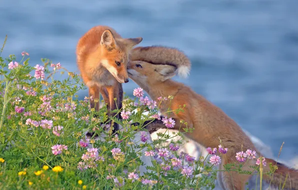 Flowers, Fox, a couple, cubs