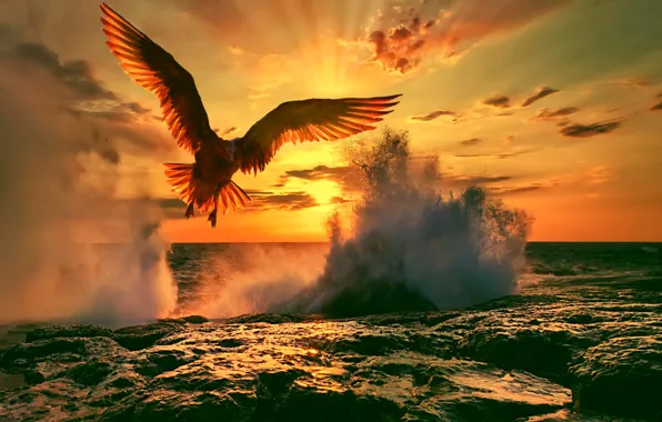 Sea, Seagull, the evening, surf