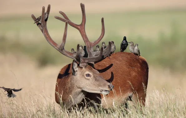 Nature, bird, deer