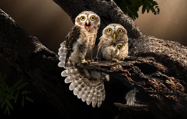 Birds, pair, owls