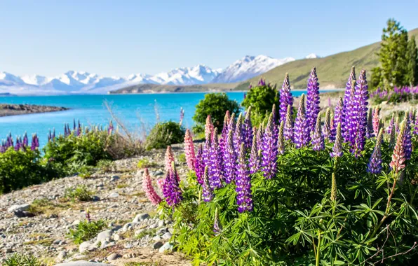 Summer, the sky, flowers, mountains, lake, shore, tops, New Zealand
