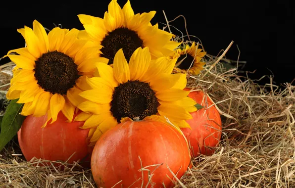 Sunflowers, hay, pumpkin