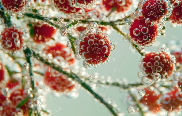 Picture water, bubbles, berries, liquid