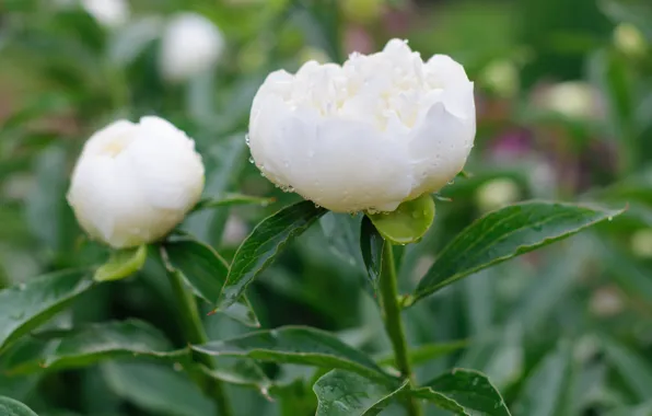 Picture white, petals, peony