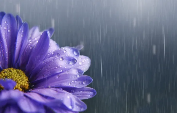 Flower, drops, rain, lilac, Astra