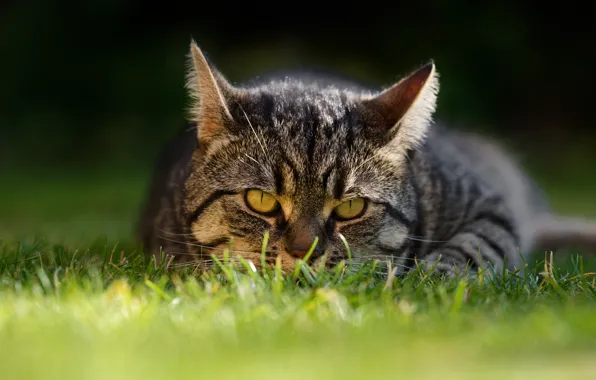 Picture cat, grass, cat, look, muzzle