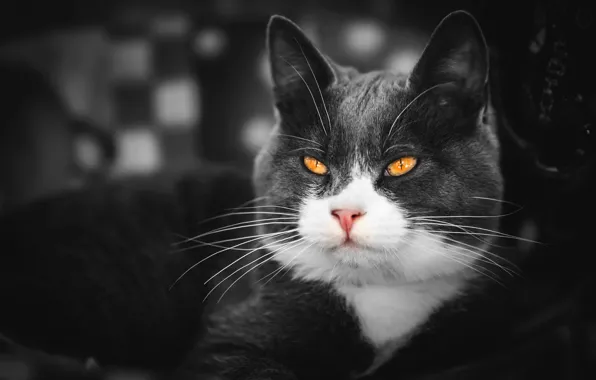 Cat, cat, look, face, grey, background, portrait, treatment