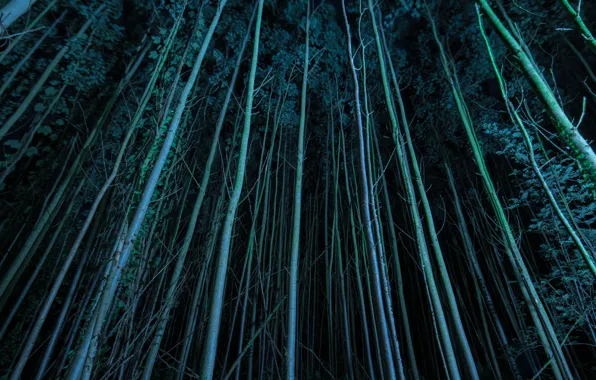 Picture forest, trees, night