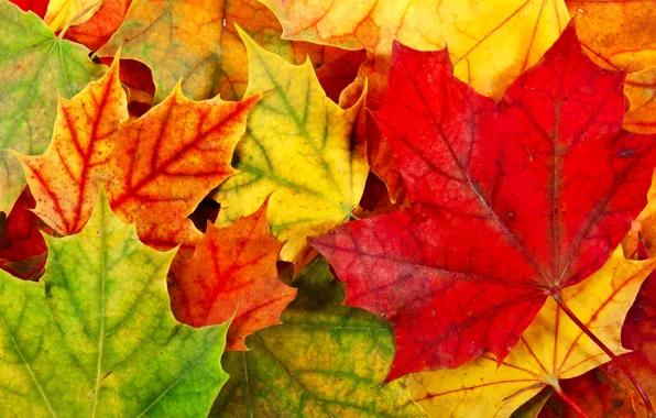 Autumn, leaves, foliage, yellow, green, red, orange, fallen