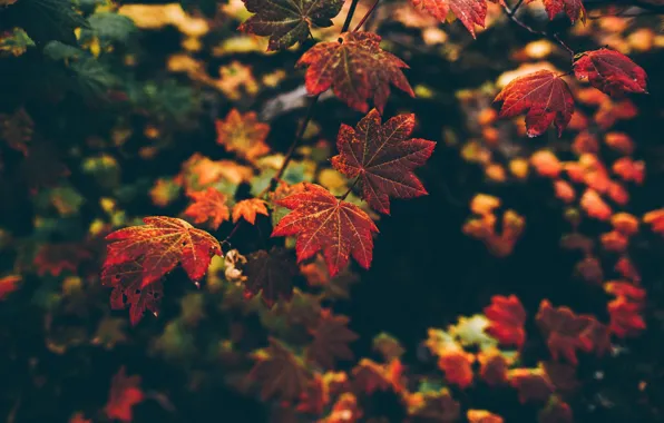 Autumn, macro, nature, foliage, branch