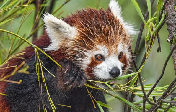 Look, leaves, branches, portrait, red Panda, face, red Panda, meal