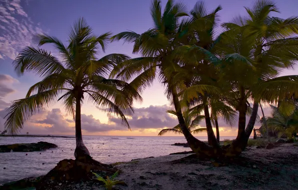 Sea, summer, the sky, palm trees, shore, the evening