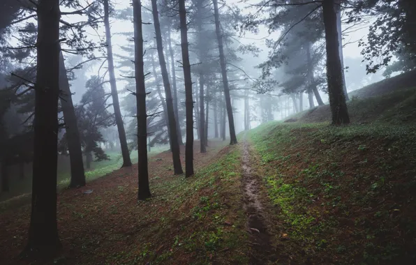 Forest, trees, nature, fog, morning, path
