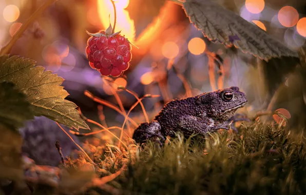 Picture leaves, macro, nature, raspberry, moss, berry, toad, bokeh