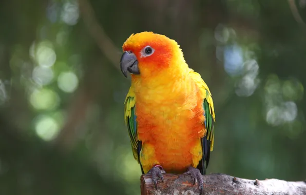 Picture Birds, parrot, Ara