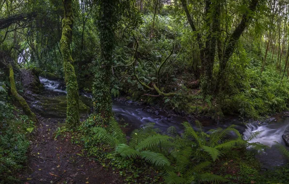 Forest, trees, stream, waterfall, panorama, river, Spain, fern