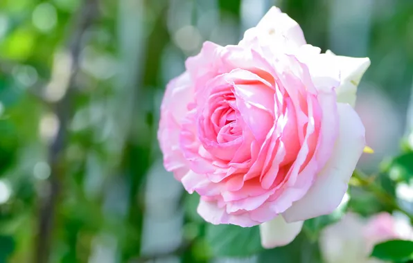 Picture flower, light, background, pink, rose, Bud, bokeh, lush