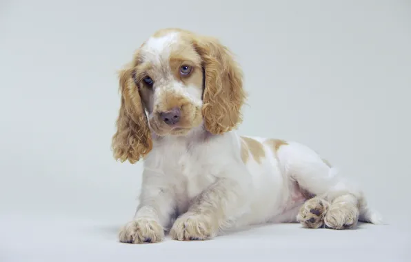 Picture sweetheart, puppy, ears, Spaniel