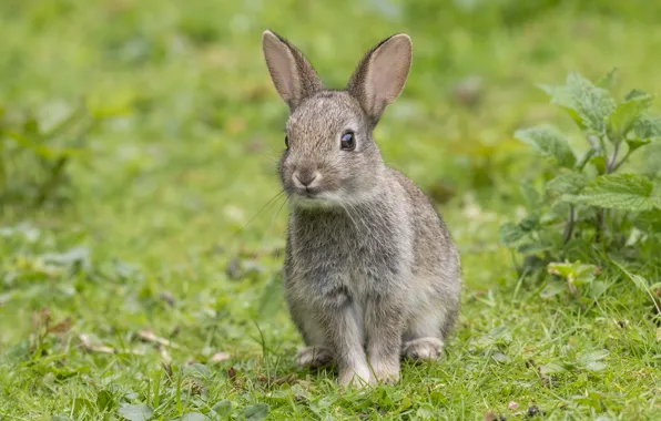 Grass, grey, glade, hare, rabbit, rabbit, hare