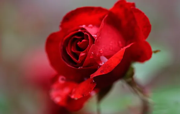 Blur, scarlet rose, drops