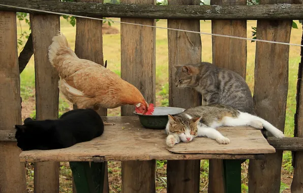 Cats, the fence, chicken