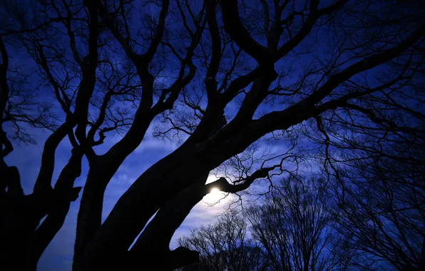 Stars, trees, night, the moon, silhouettes