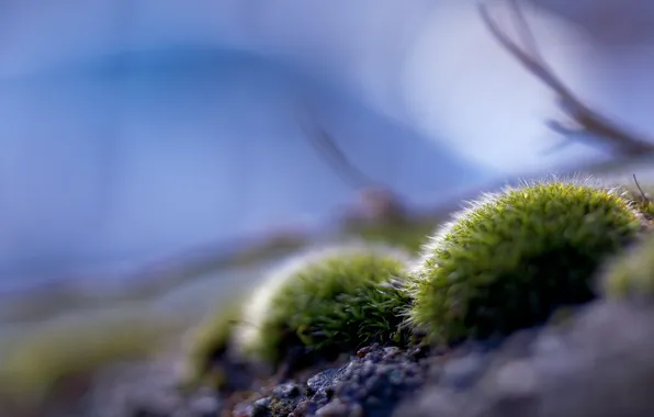 Picture macro, nature, moss