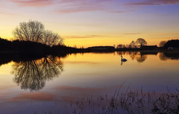 Picture sunset, lake, Swan