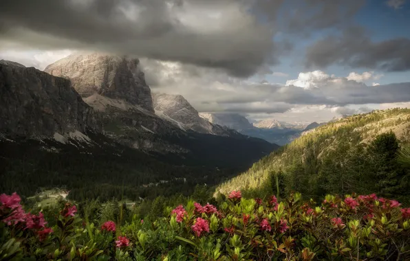 Forest, clouds, flowers, mountains
