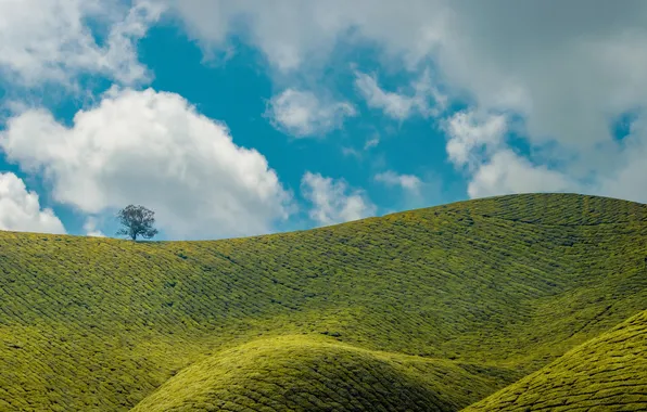 Picture landscape, nature, clouds, hills, Asia, plantation, India, Munnar