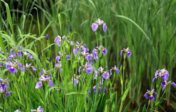 Picture greens, leaves, flowers, spring, flowerbed, lilac, iris