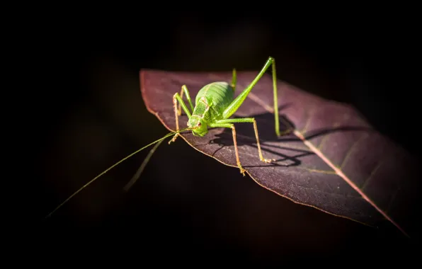 Picture nature, sheet, grasshopper