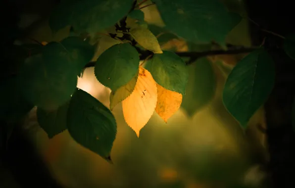 Autumn, leaves, nature