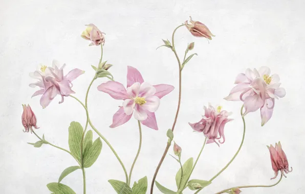 Macro, the catchment, Aquilegia