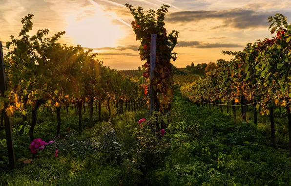 Picture field, the sky, grass, the sun, clouds, vineyard, the bushes, plantation