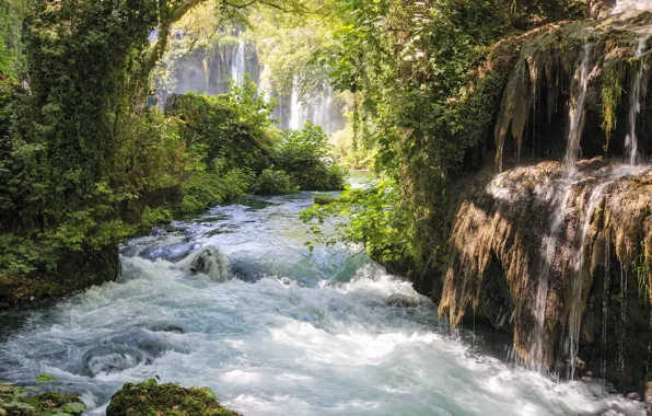 Trees, branches, stones, stream, River, waterfalls