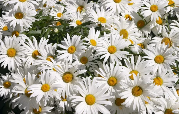 Picture summer, Wallpaper, chamomile, petals, flowerbed