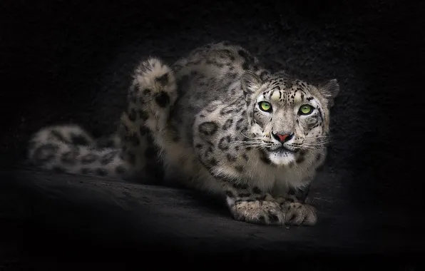 Picture look, face, background, Wallpaper, Snow leopard, IRBIS, dark