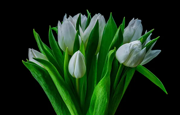 Flowers, bouquet, spring, tulips, white, black background