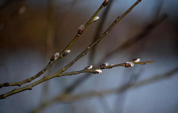 Branch, spring, kidney, bloom
