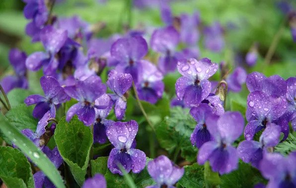 Purple, drops, flowers, Rosa, plant, spring, juicy, violet