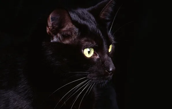 Eyes, cat, mustache, black, Black, eyes, cat, whiskers