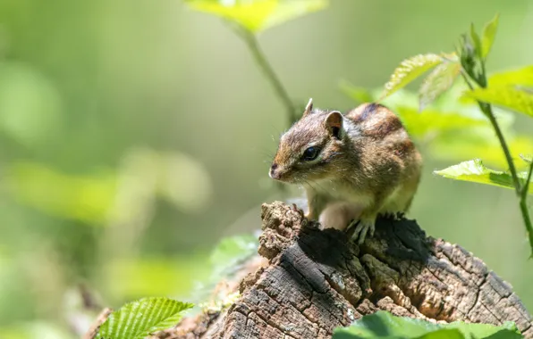 Leaves, green, background, stump, animal, Chipmunk, wildlife, rodents