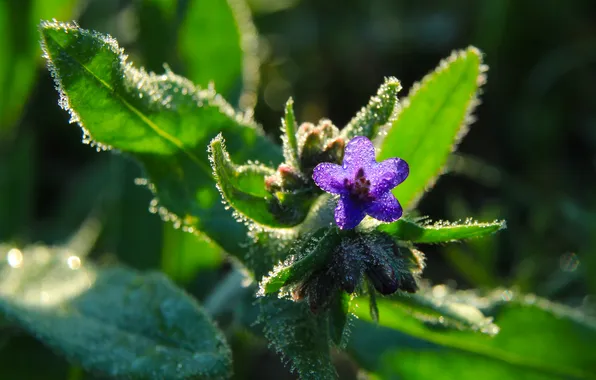 Flower, blue, drops