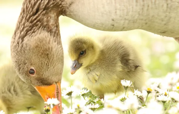 Flowers, nature, kids, care, mom, geese, custody