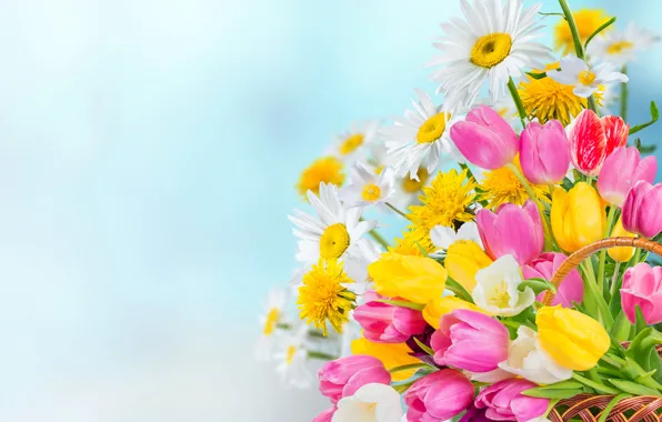 Flowers, background, basket, chamomile, tulips, colorful, bokeh