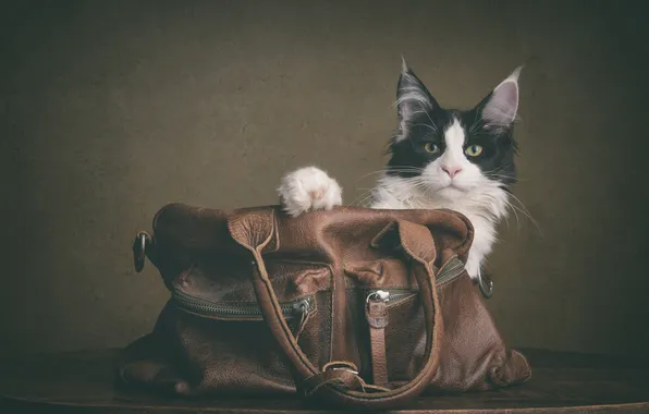 Cat, cat, look, pose, black and white, bag, face, brown background